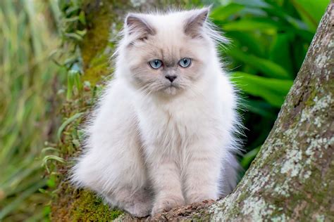Himalayan Colorpoint Persian Cat Breed Information And Characteristics Daily Paws