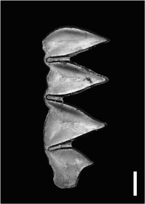 Paleobiology Of The Basal Hydrochoerine Cardiomys Ameghino 1885