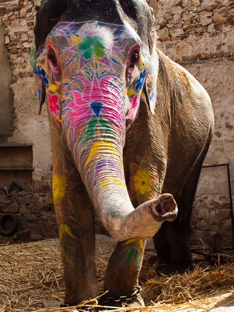 India Elefante Decorado Elephant Elephant Symbolism Spirit Animal
