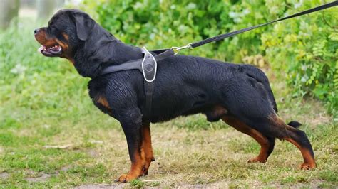 Whats The Best Harness For Rottweilers Rottweiler Expert