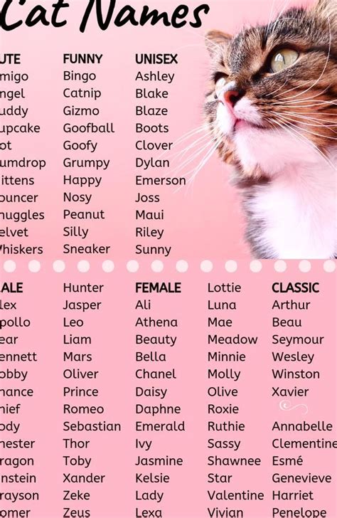 Names For Cats Male Cat Meme Stock Pictures And Photos