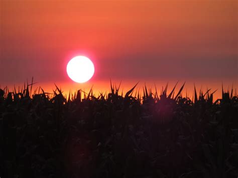 Corn Field Sunset Skyspy Photos Images Video