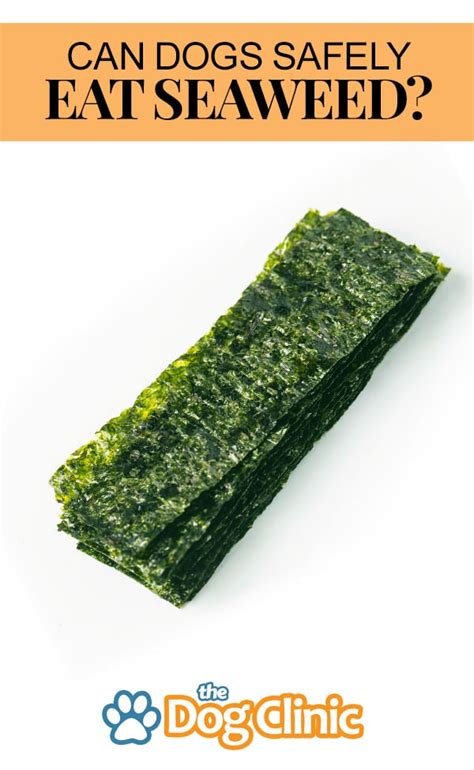 Dogs, like cats, are classified as carnivora. Can Dogs Eat Seaweed? | TheDogClinic.com