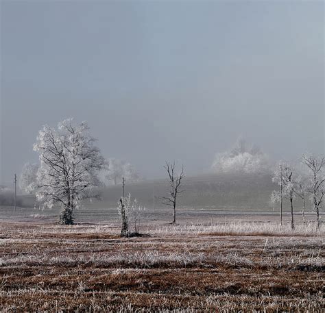 Field Trees Winter Frost Landscape Hd Wallpaper Peakpx