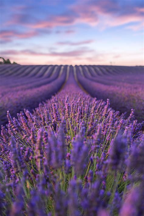 Our online painting contest awards over $23,650 every month. Lavender fields: the best of #Provence | Field wallpaper ...