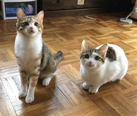 保護された野良猫親子子猫たちは人になつかず 里親探して2年、1匹は体調崩して ライフ社会総合デイリースポーツ Online