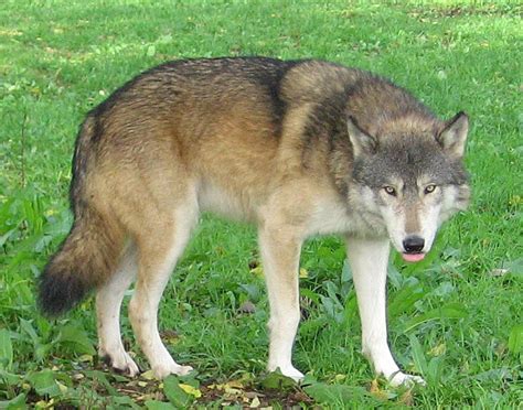 Great Plains Wolf The Life Of Animals