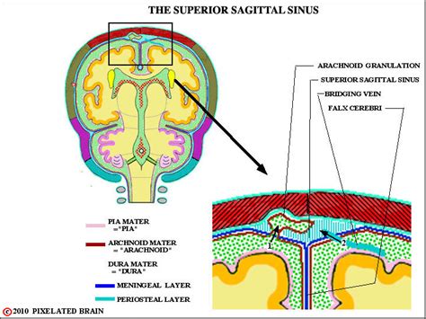 Pixelated Brain - the meninges