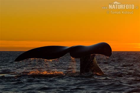 Velryba Jižní Naturfotocz