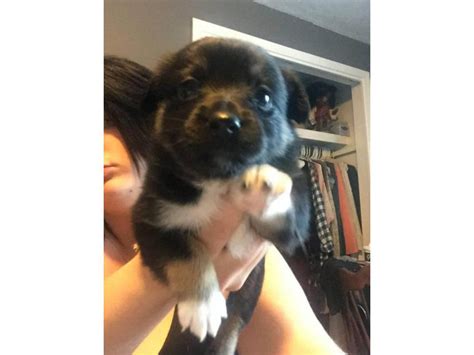 Mutt Puppies For Sale Full Grown Emmett Puppies For Sale Near Me