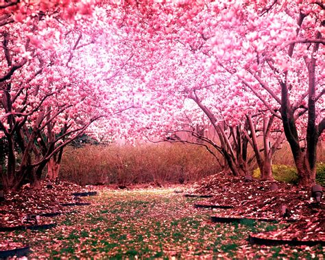 Cherry Blossom Tree Landscape Wallpapers Hd Desktop