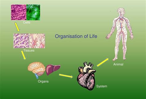Organisation Of Life Classnotesng
