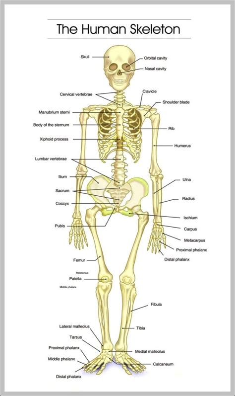 Human Skeletal Anatomy Diagram