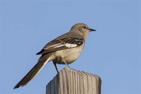 Northern Mockingbird Alabama Birding Trails