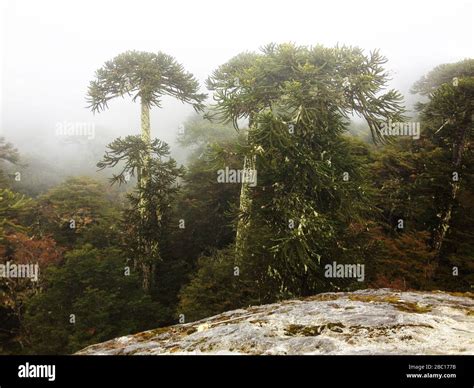 Monkey Puzzle Tree Araucaria Araucana Native Forests At Nahuelbuta