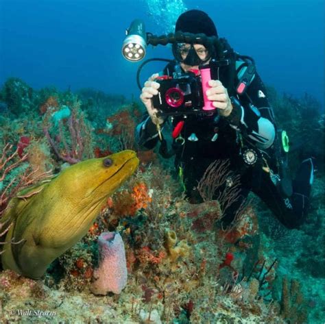 5 Tips For Interacting With Marine Life Jupiter Dive Center
