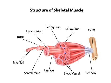 Skeletal Muscle Diagram Labeled Images And Photos Finder