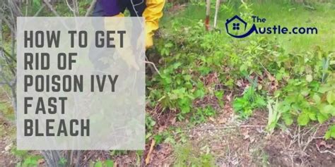 How To Get Rid Of Poison Ivy Fast Bleach Best Solution