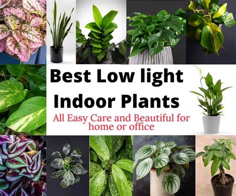Luiza Masaev Best Indoor Plant Low Light 21 Indoor Plants For Low