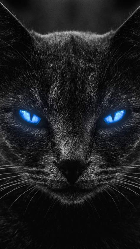 Black Cat With Blue Eyes Wallpaper Signal Site Gallery Of Photos