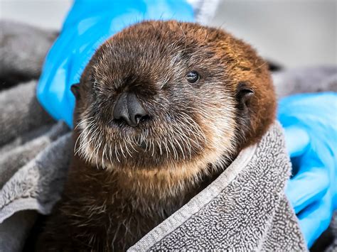 Sea Otter Pups Babies Aquarium Of The Pacific