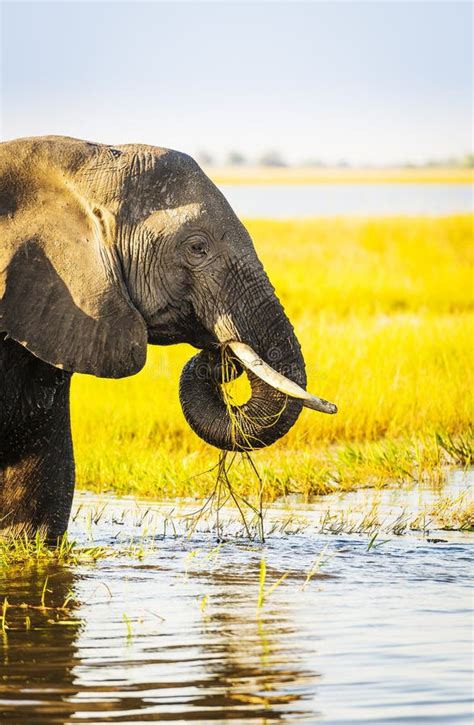 Chobe National Park Elephant Stock Photo Image Of Trunk Animals