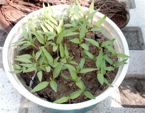 How To Grow Chili Pepper Plants Faster From Seeds Garden Bagan