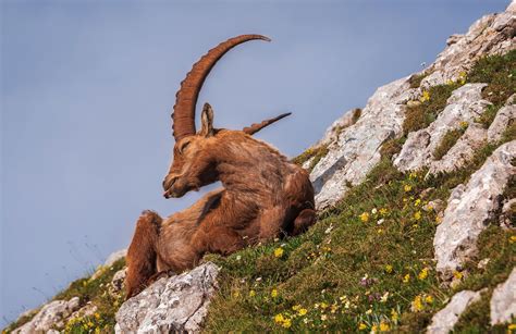 Wild Mountain Goat - Julian Alps, Slovenia : europe