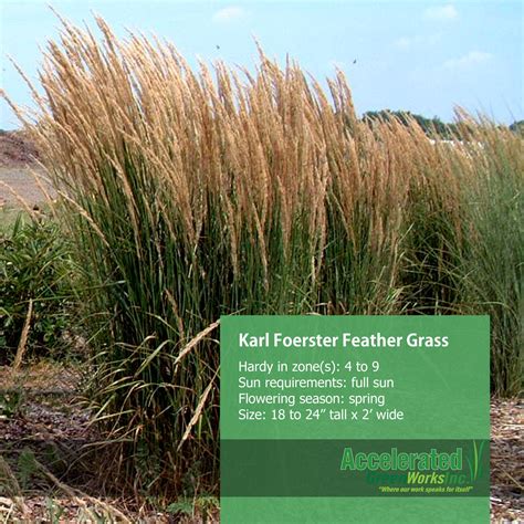 Karl Foerster Feather Grass Gravel Garden Feather Grass Grass