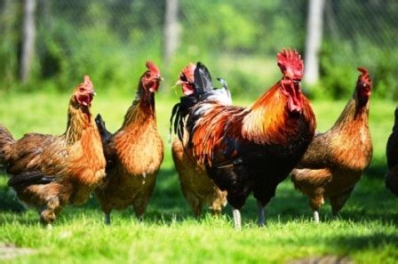 Kami akan memuat naikkan harga ayam sekilo yang terkini di dalam laman web kami dan harga ayam akan dikemaskinikan dari semasa ke semasa mengikut harga pasaran terkini. Informasi Harga Ayam Kampung Oktober 2020