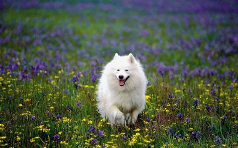 Samoyed Wallpapers Wallpaper Cave