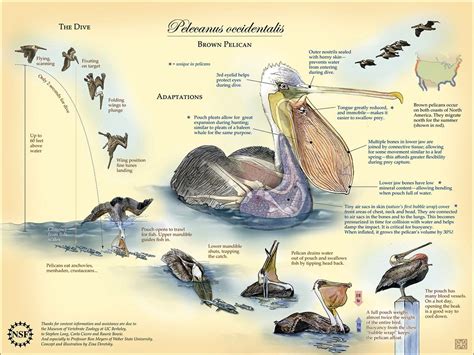 The Remarkable Adaptations Of Brown Pelican Anatomy Pelican Animal