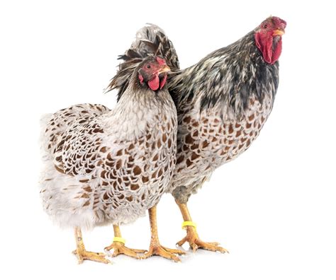 Blue Laced Red Wyandotte Traits And Care Guide Know Your Chickens