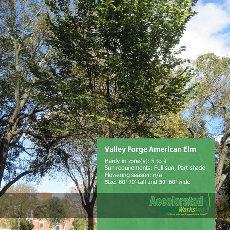 Valley Forge American Elm Valley Forge Landscape Designs Climbers