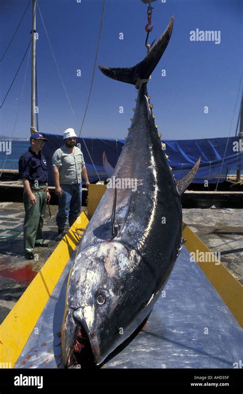 Tuna Fishing St Pietro Island Sardinia Italy Stock Photo Alamy