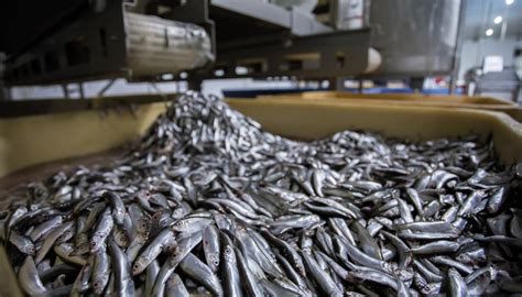 El Sector De Los Productos De La Pesca Y La Acuicultura En España Pescado