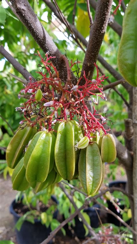 Someday My Star Fruit Tree Will Be This Glorious Rgardening