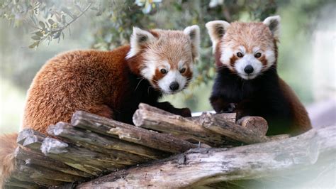 Panda Roux Parc Animalier De La Barben