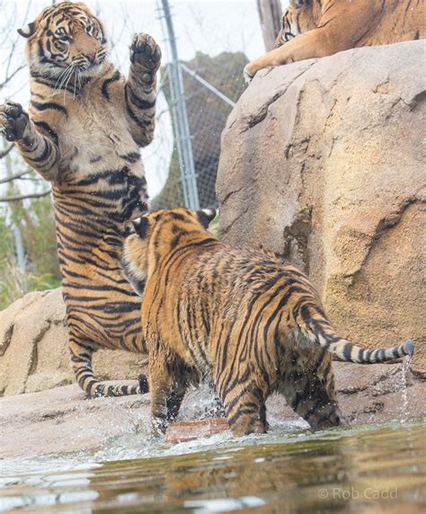 Sumatran Tiger Chester Zoo 24 Apr 2016 Zoochat