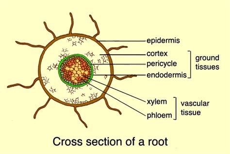 There are 5 organelles found in a root hair cell. The importance of the root hair in absorption of the water ...