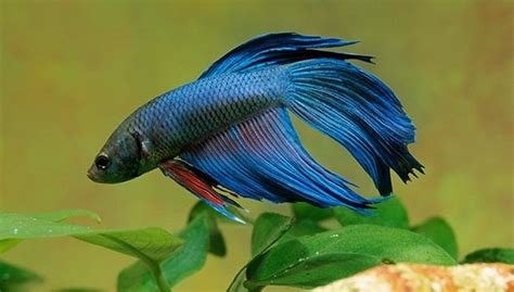 What should i name my fish. How much should I feed my Betta fish? - Quora