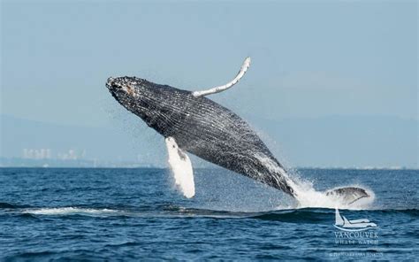 When Is The Best Time To See Humpback Whales In Vancouver Vancouver