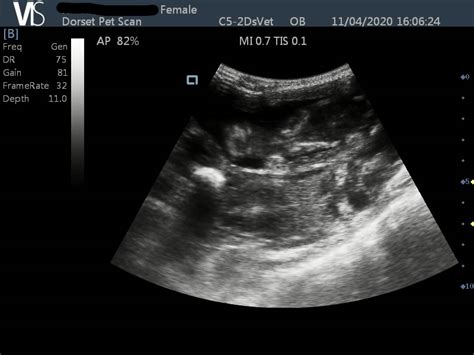 48 Tiny Dog Pregnancy Scan At 5 Weeks Photo 8k Ukbleumoonproductions