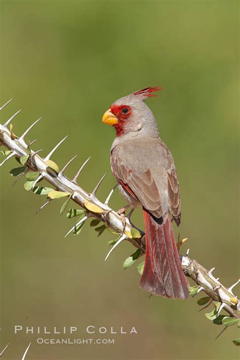 Pyrrhuloxia Male Cardinalis Sinuatus Amado Arizona 22894