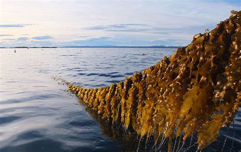 Turning The Tide On Seaweed Aquaculture Science Metro