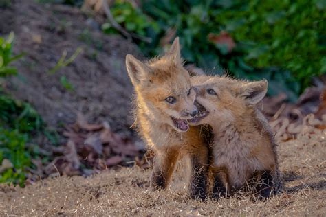 Fox Kits Print Fox Babies Photograph Fox Baby Art Red Fox Etsy Baby