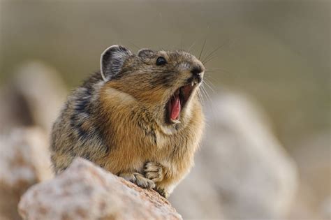 11 Interesting Facts About Pikas Factsmosaic World