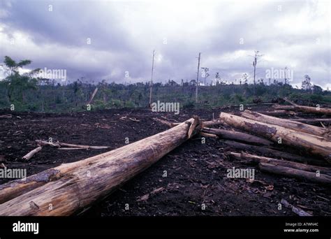 Indonesia Sumatra Aceh Takengon Deforestation In The Rich Forests Of