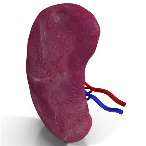 3d Model Of Human Spleen