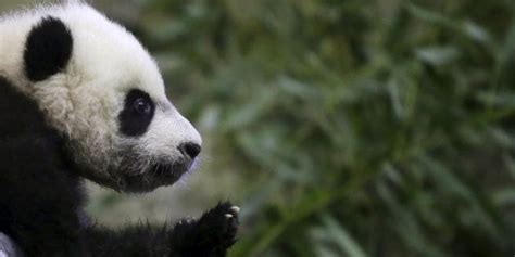 Giant Panda Numbers Are Rising But Its Not That Black And White